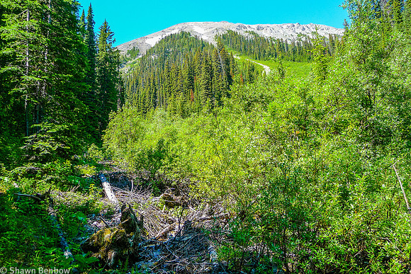 Avalanche debris from Tent Ridge on the Tryst Lake Trail.