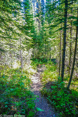 The Tryst Lake Trail just after the junction from the old road.