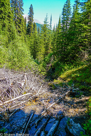Avalanche debris on the Tryst Lake Trail.