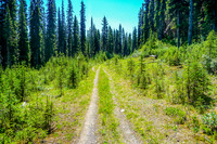 The first 1.5 kilometres is along an old road.