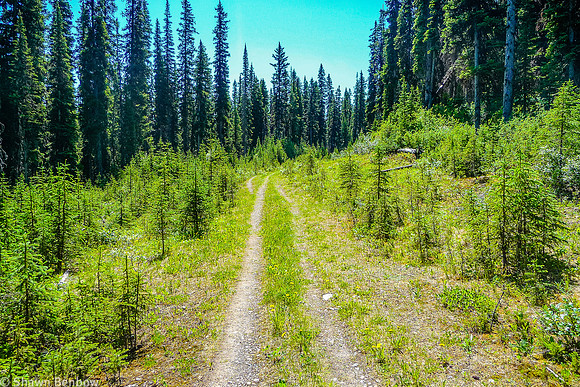 The first 1.5 kilometres is along an old road.