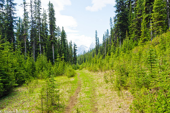 The trail starts off as an old road