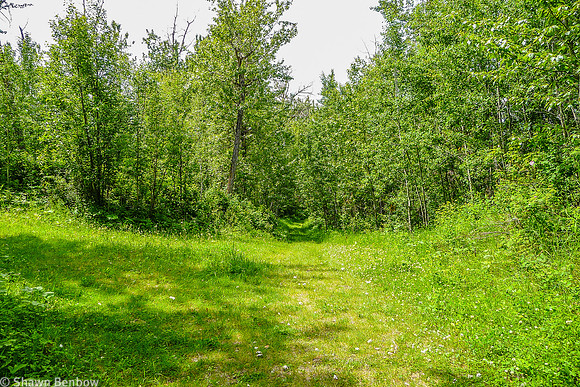 A small opening along the Shirley Lake Trail.