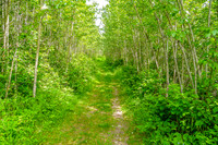 The Shirley Lake Trail is almost exclusively through grass and forest.
