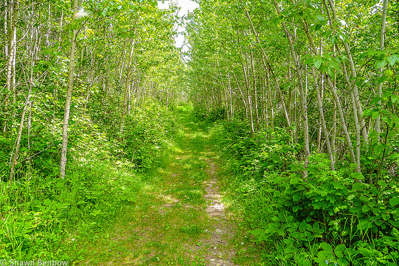 The Shirley Lake Trail is almost exclusively through grass and forest.