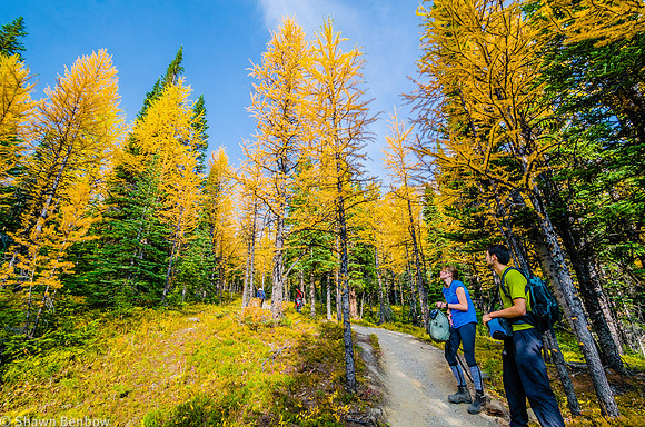 After 300 vertical metres of switchbacks, Carolyn and Andrew stop to see the first patch of larches