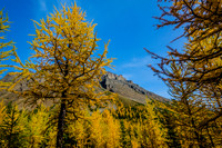Larch in front of Mount Temple
