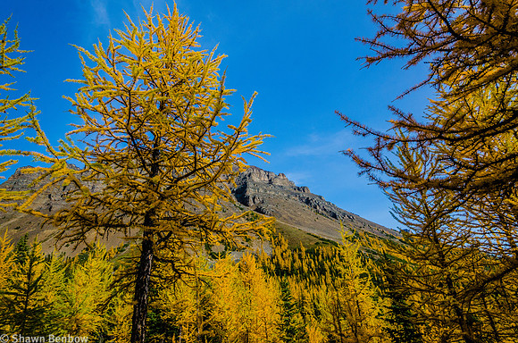 Larch in front of Mount Temple