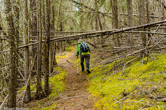 Jenn ducking under some deadfall along the Glacier Lake Trail.