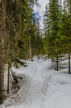 The Hamilton Falls trail rambles through the forest for about a kilometre, slowly gaining about 120m elevation.