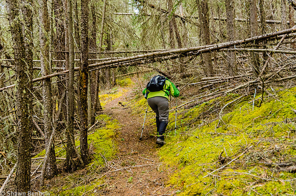 Jenn ducking under some deadfall along the Glacier Lake Trail.