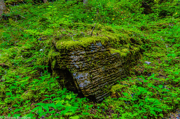 Large rock covered in moss near the Rockwall Trail.